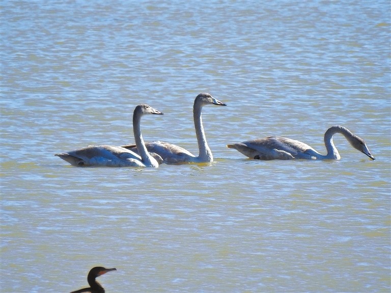 萬餘隻白天鵝“回家” 三門峽迎越冬盛景