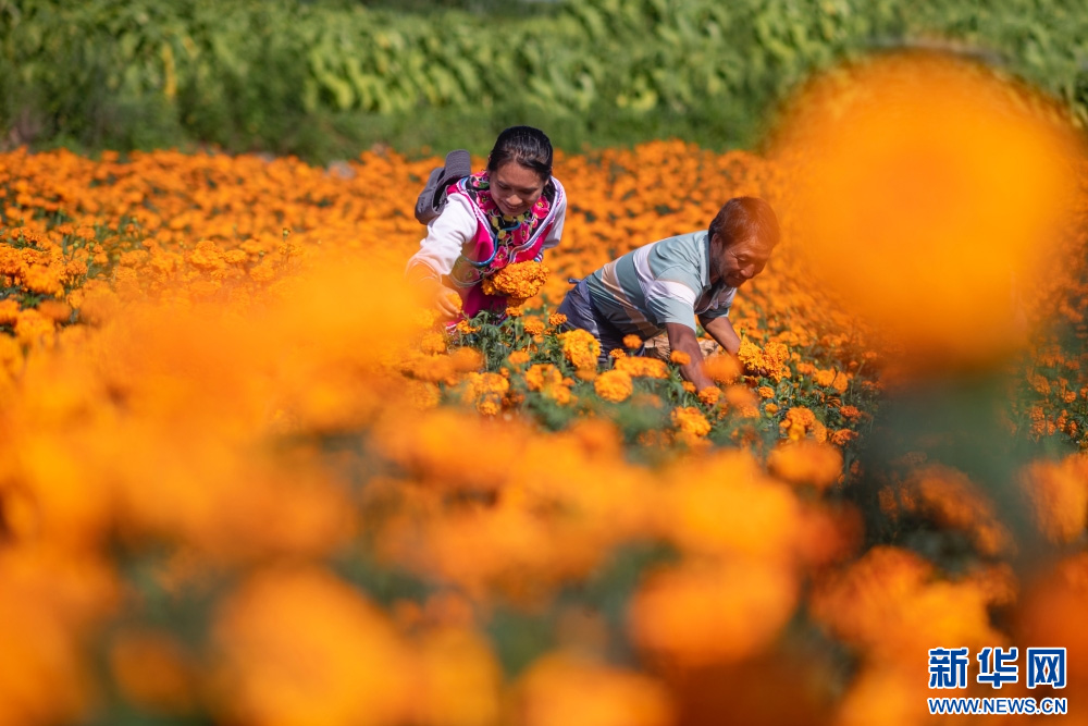 1754989007493100.jpg 502.jpg